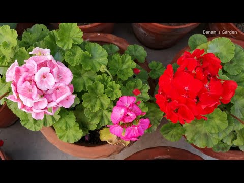 Video: Pružna sadnja s geranijama: što posaditi s cvijećem geranija
