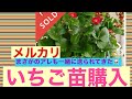 【Gardening】メルカリで購入したいちご苗を開封しました