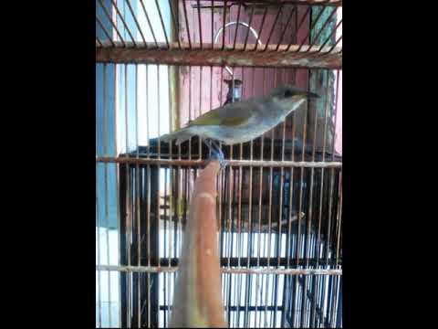 Cucak Kombo Menirukan 8 Suara Jenis Burung TEMBAKANnya Keren cocon