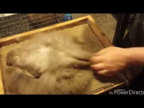 Video: Standard Chinchilla Rabbit