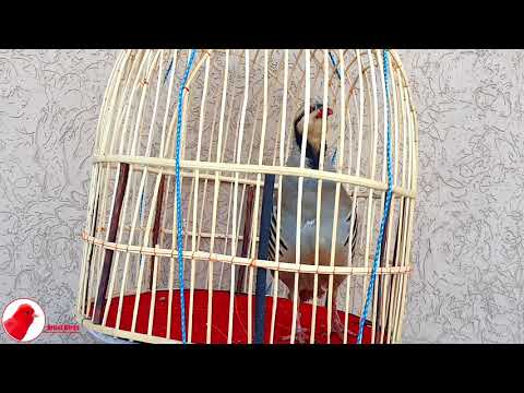 Powerful Chukar Chakor Partridge Singing صوت حجل بري 