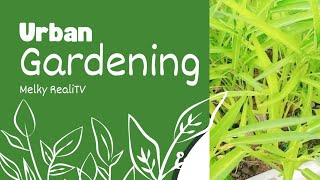 Harvesting Chinese Kangkong from roof  (water spinach) summer clips,and meet our kids friendly pets