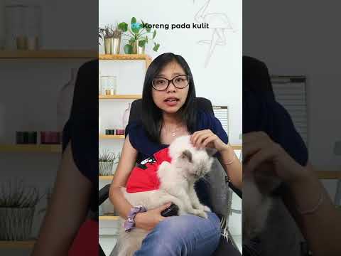 Video: Mengapa kucing saya kelihatan kudis?