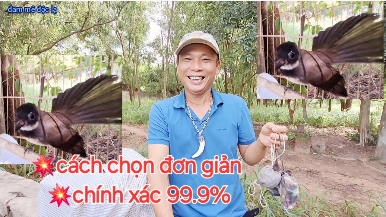 Cách Phân Biệt Rẻ Quạt Trống Và Mái Chính Xác Đến 99.9% | đam mê độc lạ