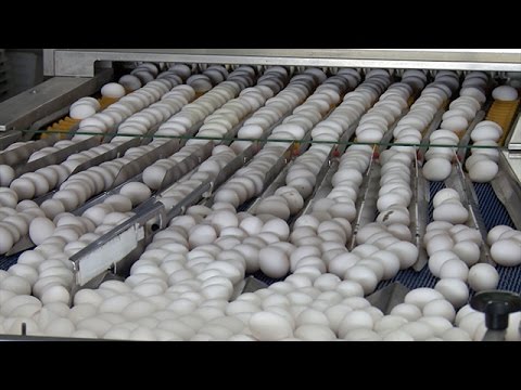 Птицеводство в России самая динамичная отрасль агробизнеса