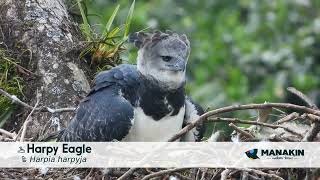 HELP US SAVE the Harpy Eagle in Colombia - The largest raptor in the  Americas - Manakin Nature Tours