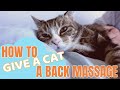 How to give a cat a back massage