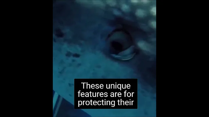 Did You Know... Whale Sharks