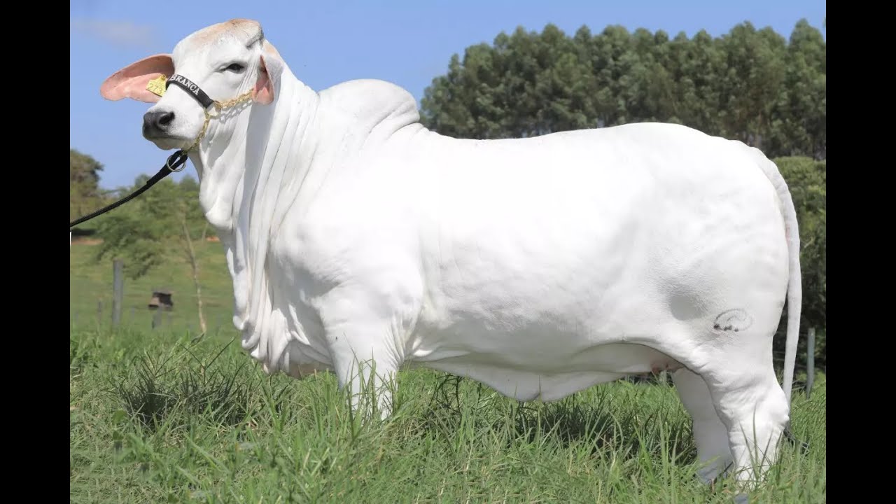 BRAHMAN: El Ganado que Revolucionó la Ganadería Tropical