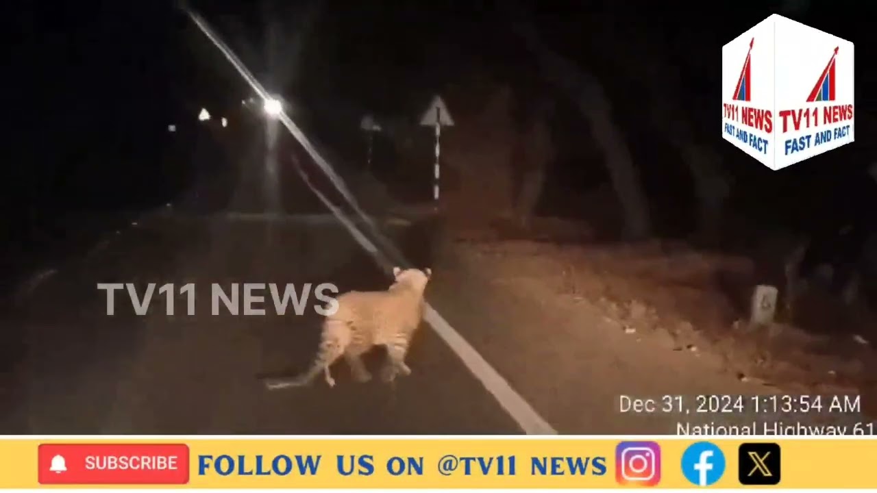 Leopard was Spotted, Trying to Cross the Road Near the Forest in Dilawarpur Mandal of Nirmal Dist.