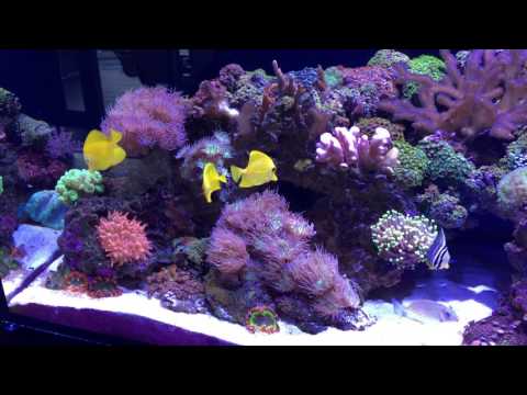 red sea reefer 425xl