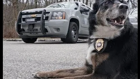 K9 officer Ruby, a rescue herself, saves lives