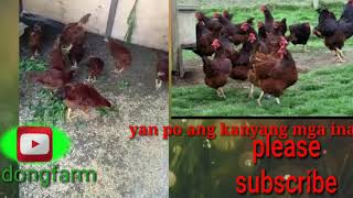 rhode island red chicken free range first project