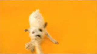 Pedigree Commercial  Tug