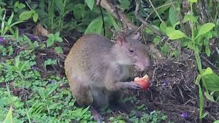 Agutis at breakfast in Manuel Antonio