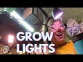 Let's talk Growlights (not sponsored) and plant update | Plant with Roos