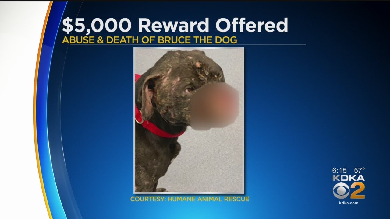 $5K Reward Offering For Information On Abused Dog - YouTube