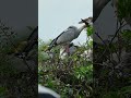 Fantastic Bird Wildlife 14#birds #nature #naturesounds