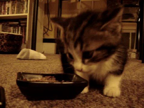 Cute Kitten says "YUM YUM YUM.." while eating (original)