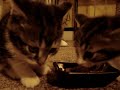 Cute Kitten says "YUM YUM YUM.." while eating