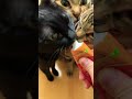 チュールに群がる猫たちw