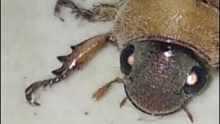 Cristamus Beetal Adoretus Scarab Beetle