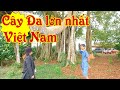 Hà Huế Review, Cây Đa lớn nhất Việt Nam, Tại Tà Đùng Đak Nông.