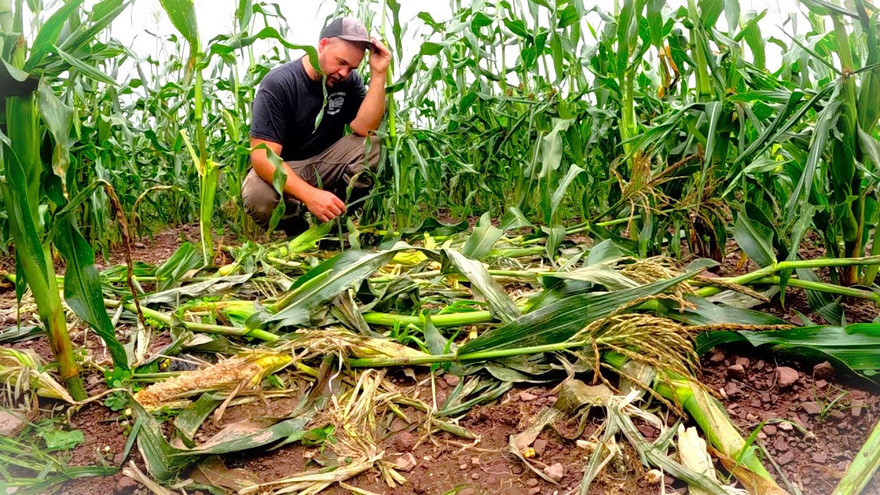 Running into problems on our vegetable farm