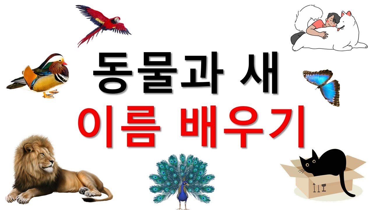 중국어 기초 단어 -- 동물과 새의 이름을 외우기 动物和鸟