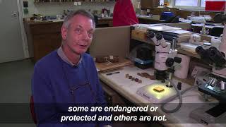 Origin And Species Fighting Illegal Logging With Science