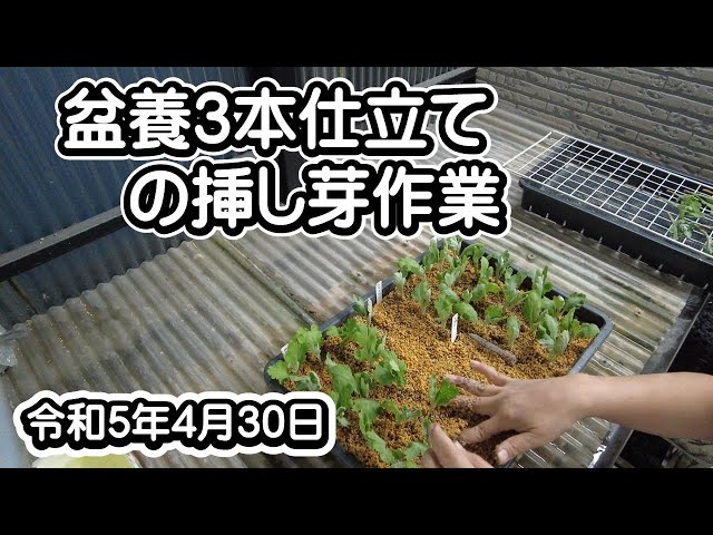 大菊栽培 盆養3本仕立の挿し芽作業 - YouTube