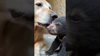 This Bear Ran Into His Tunnel To Escape The Fire 🐻🔥 #shorts