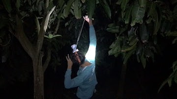 Chí Nguyên official - đi săn đêm - bằng ná cao su - hạ chuột khi trời đang mưa #33