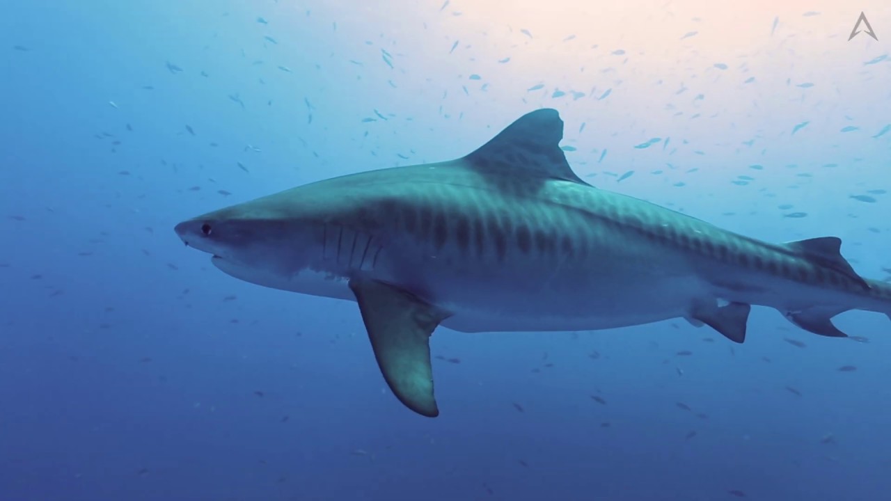 Socorro Islands on the Solmar V
