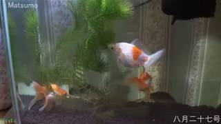 金魚の水槽にマツモを買って入れましたが Youtube 金魚の水槽にマツモを買って入れましたが Youtube