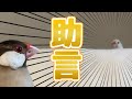 白文鳥の助言通りにしたら失敗したシナモン文鳥