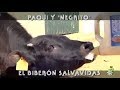 Paqui y "Negrito", El Biberón Salvavidas