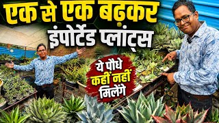 एक से बढ़कर एक imported Plants 😱🪴👌🏻 ऐसे पौधे कहीं नहीं मिलेंगे 🌵 Part-01