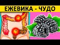 Что ТВОРИТ с организмом ЕЖЕВИКА?! Влияние ежевики на организм человека