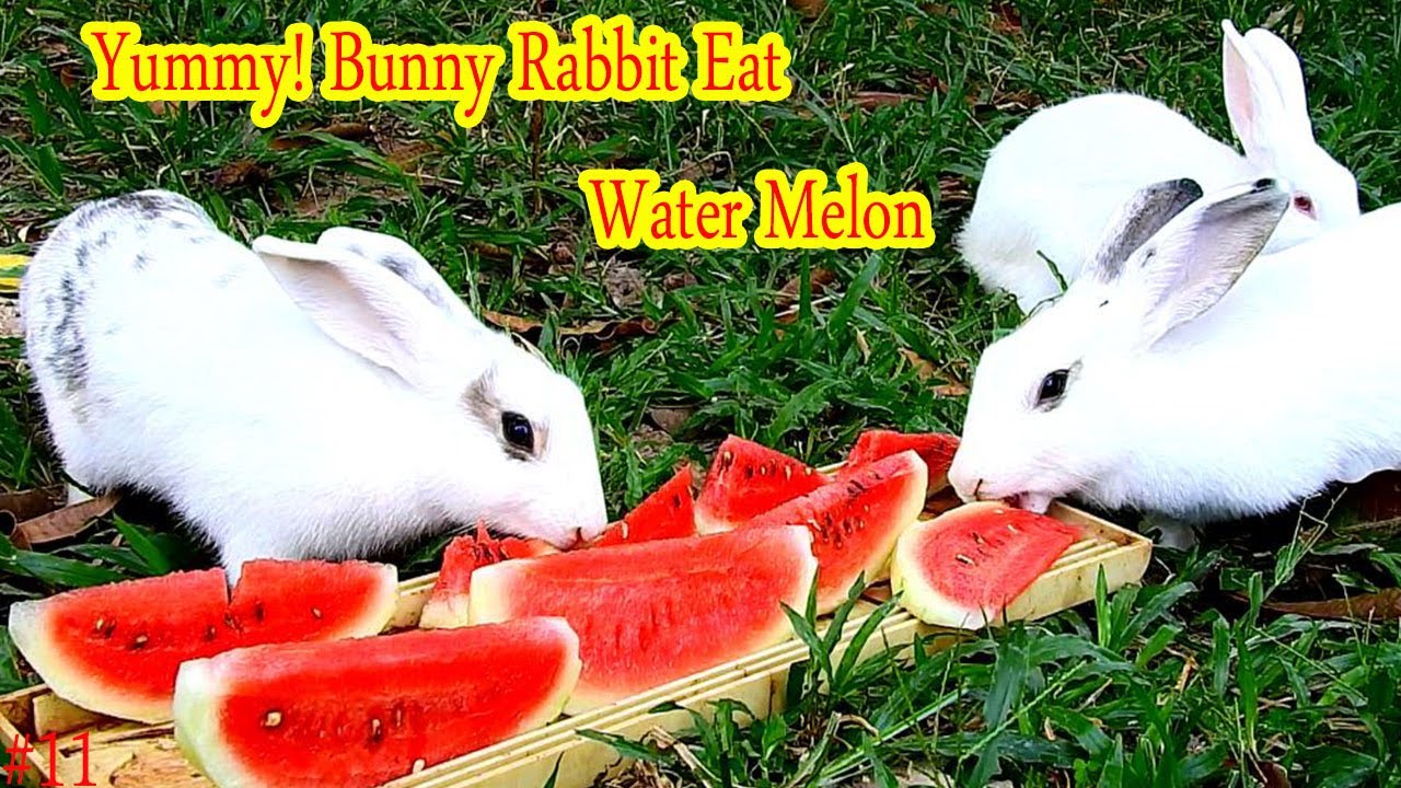 White Rabbit Watermelon Bunny Rabbit Eating Water Melon, Rabbit Compilation 2021 #11 - YouTube