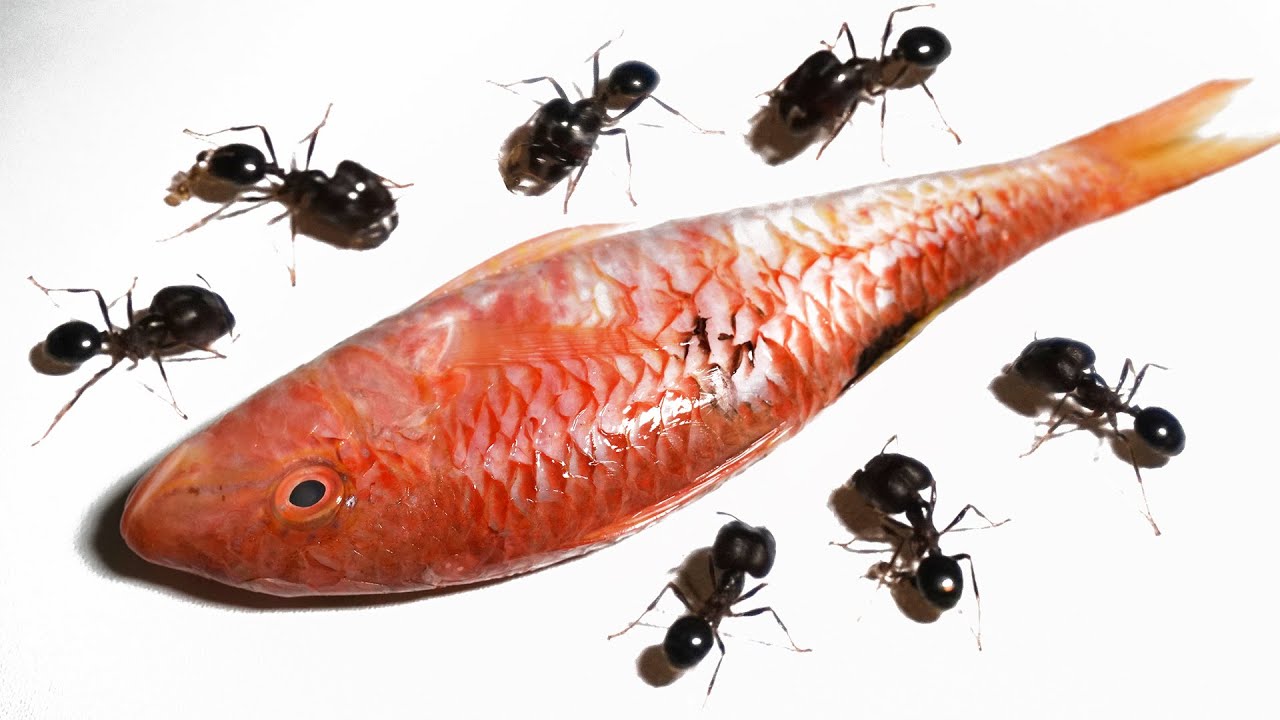 Ants Vs Rose Fish Timelapse Ants Eating Timelapse YouTube