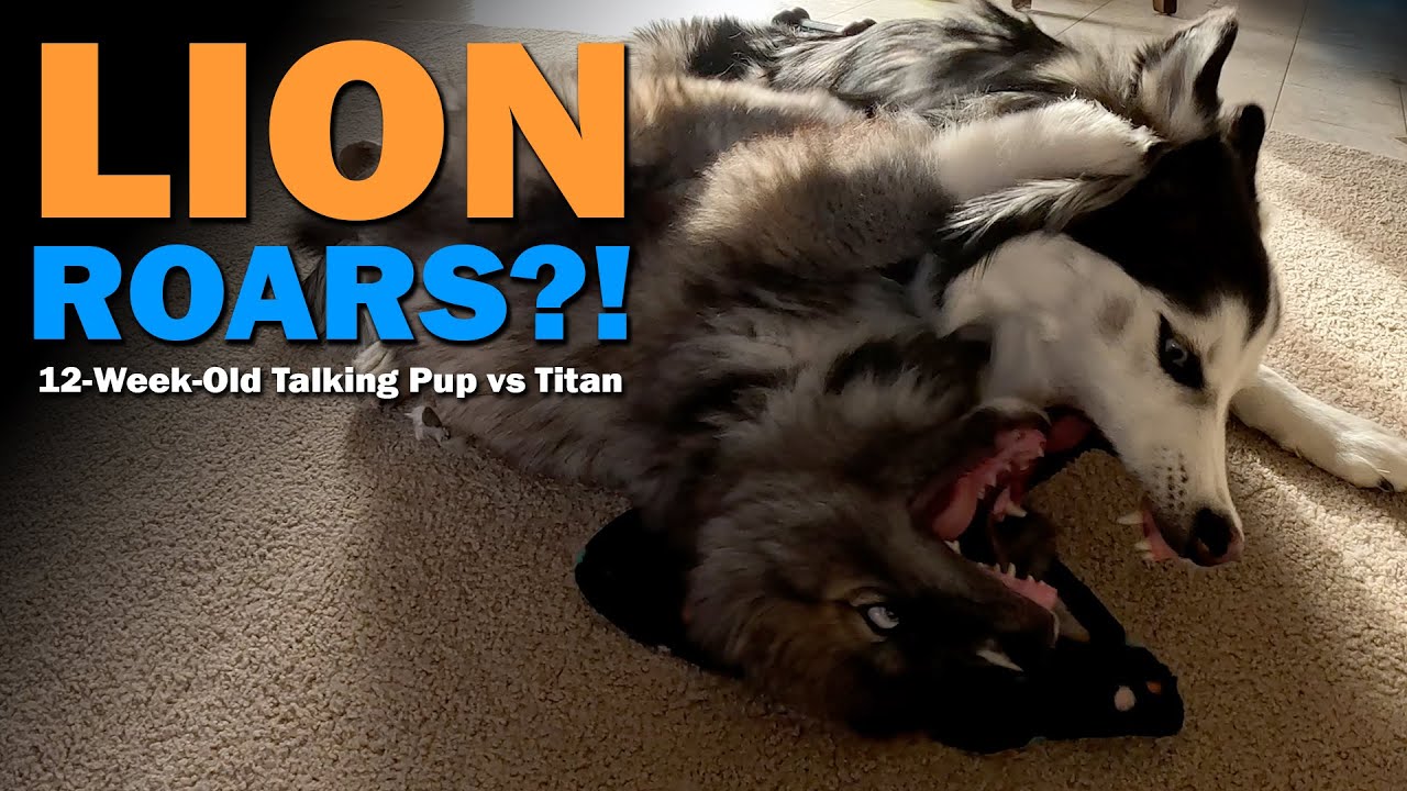 Playful Growls Husky Talk Lion Roars Timber The Talking Puppy 12 playful-growls-husky-talk-lion-roars-timber-the-talking-puppy-12