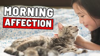 Why Your Cat Is Super Affectionate in the Mornings