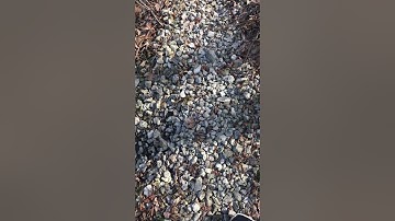 Delphi: The full raw uncut video recorded on Liberty German