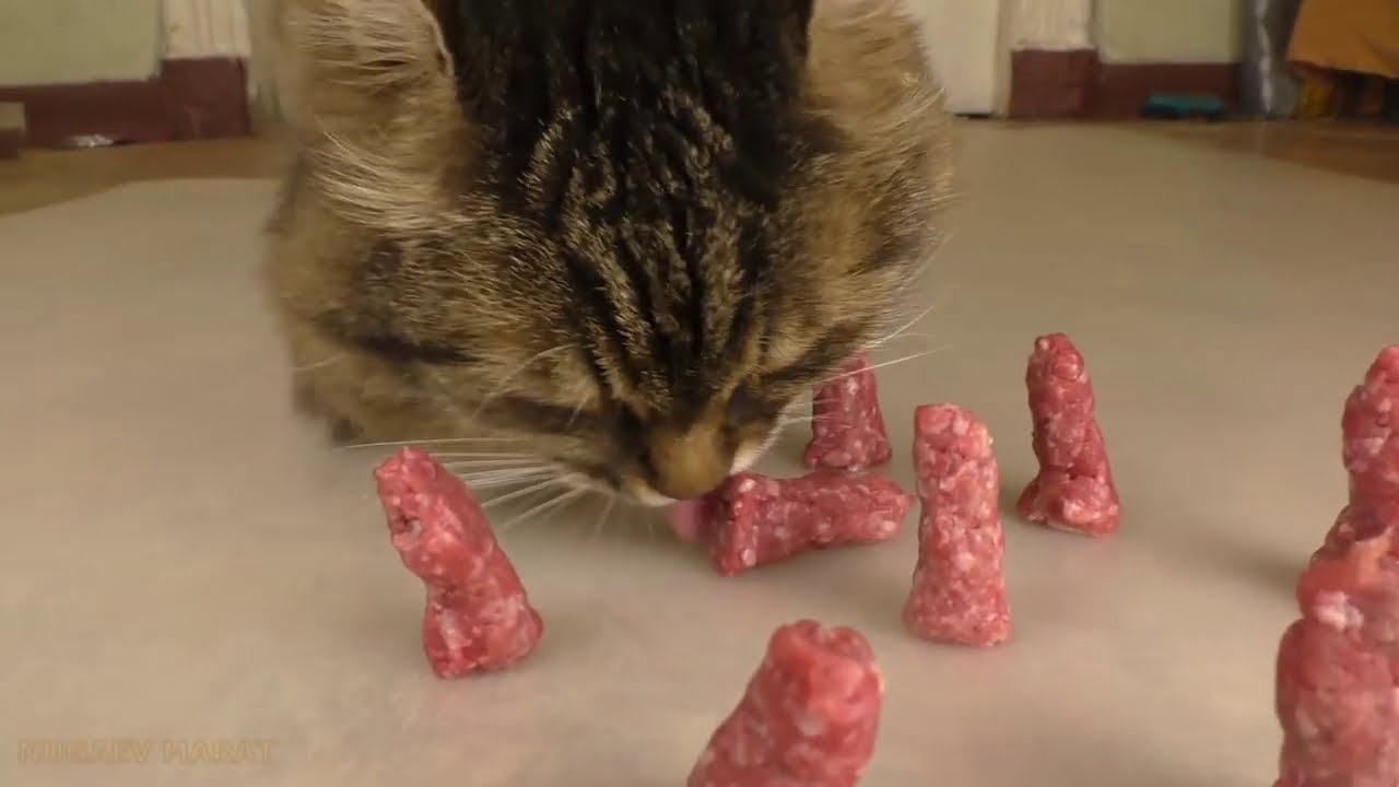 [REUPLOAD] Columns of minced meat Cat is surprised but eating YouTube