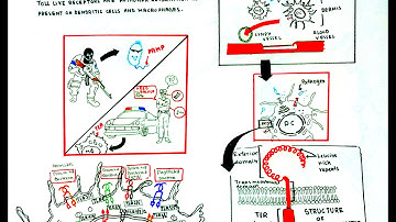 Toll like receptors(introduction)