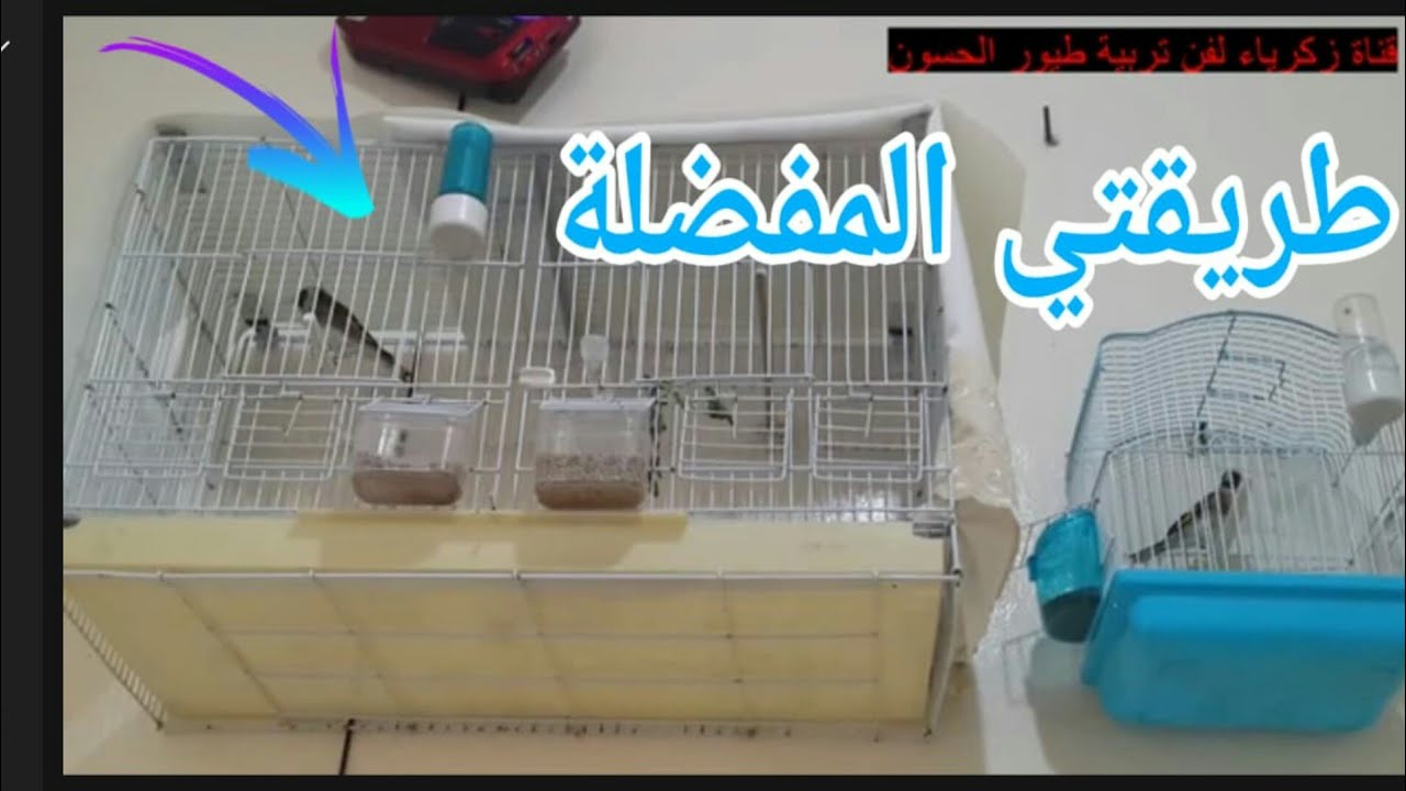 هكذا تعلمت إنتاج الحسون في القفص وهذهي طريقتي المفضلة.جرب و حكم