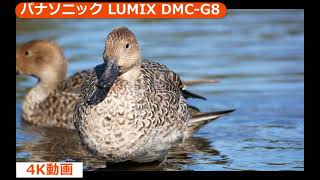 mqdefault.jpg
