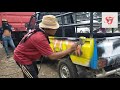 Airbrush mobil carry bak muatan sapi potong (banteng Betawi)