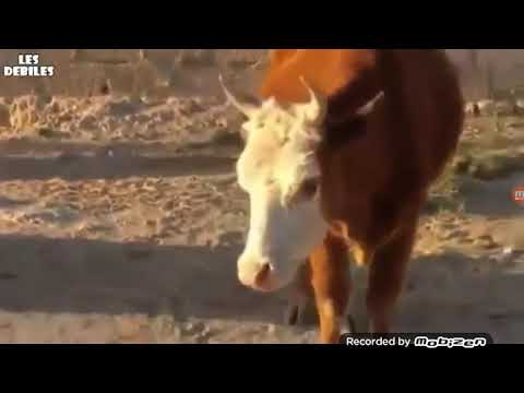 Dil sallayan inek